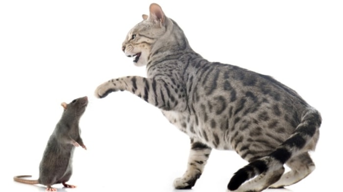 Kenapa Kucing Suka Mainan Tikus?