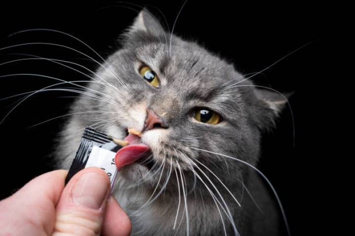 Kucing Sakit dan Tidak Mau Makan. Apa yang Harus Dilakukan? 